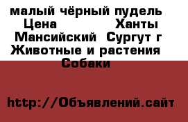 малый чёрный пудель › Цена ­ 10 000 - Ханты-Мансийский, Сургут г. Животные и растения » Собаки   